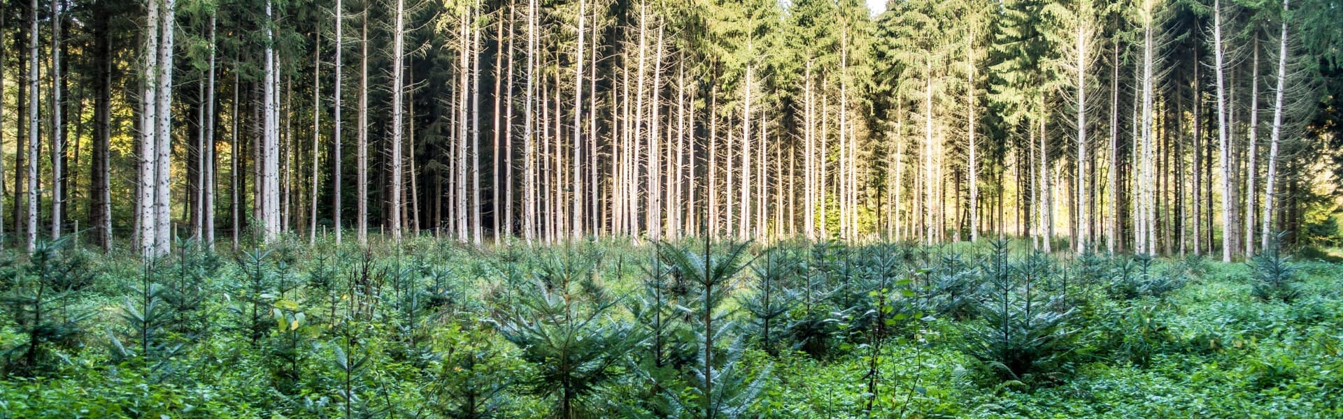 Reforestation