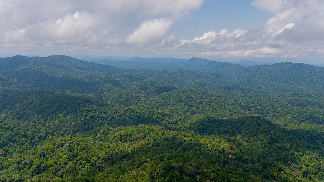 gabon's rainforest - cleanbuild