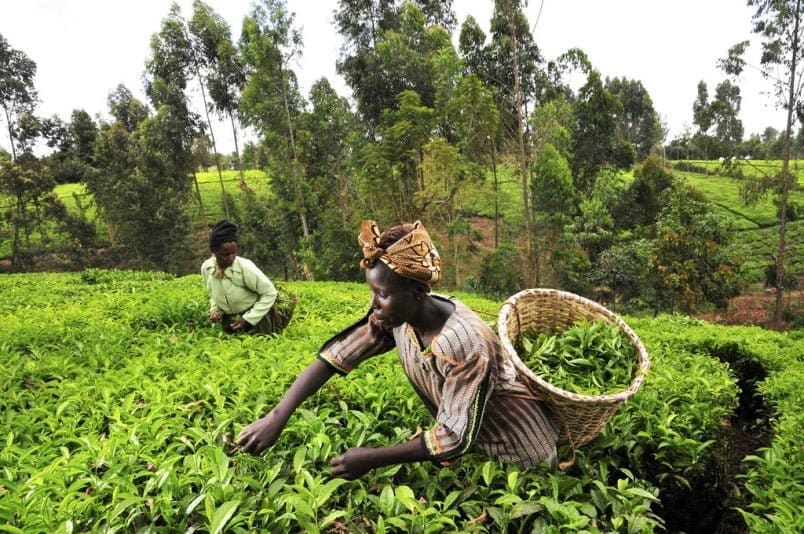 climate-smart agriculture