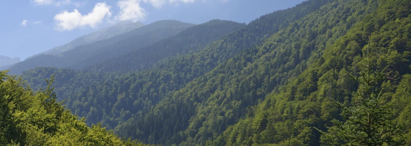 forests - climateaction