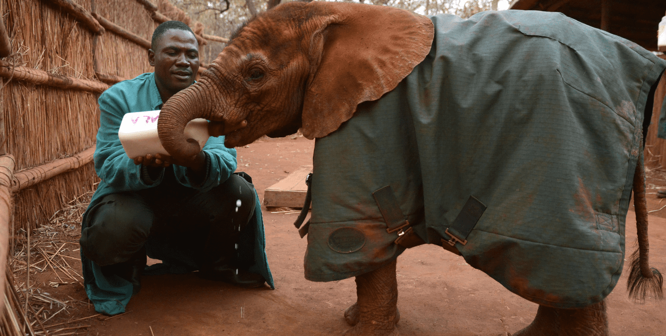 wildlife rehabilitation - climateaction
