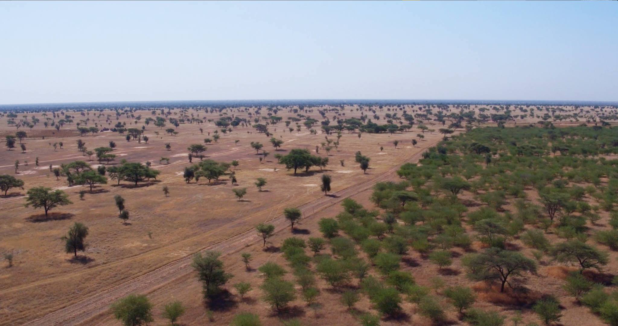 Great Green Wall - Climateaction