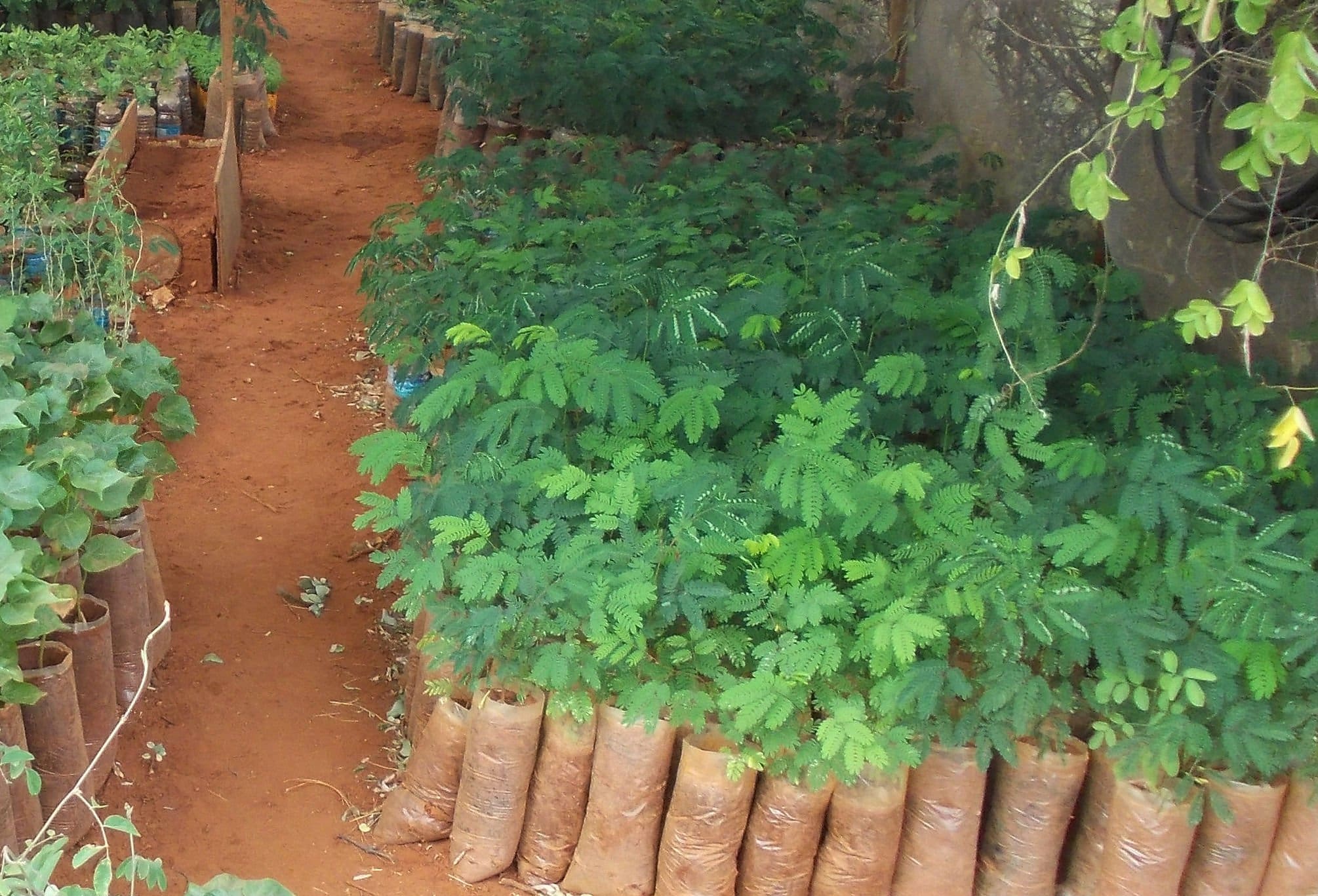tree planting
