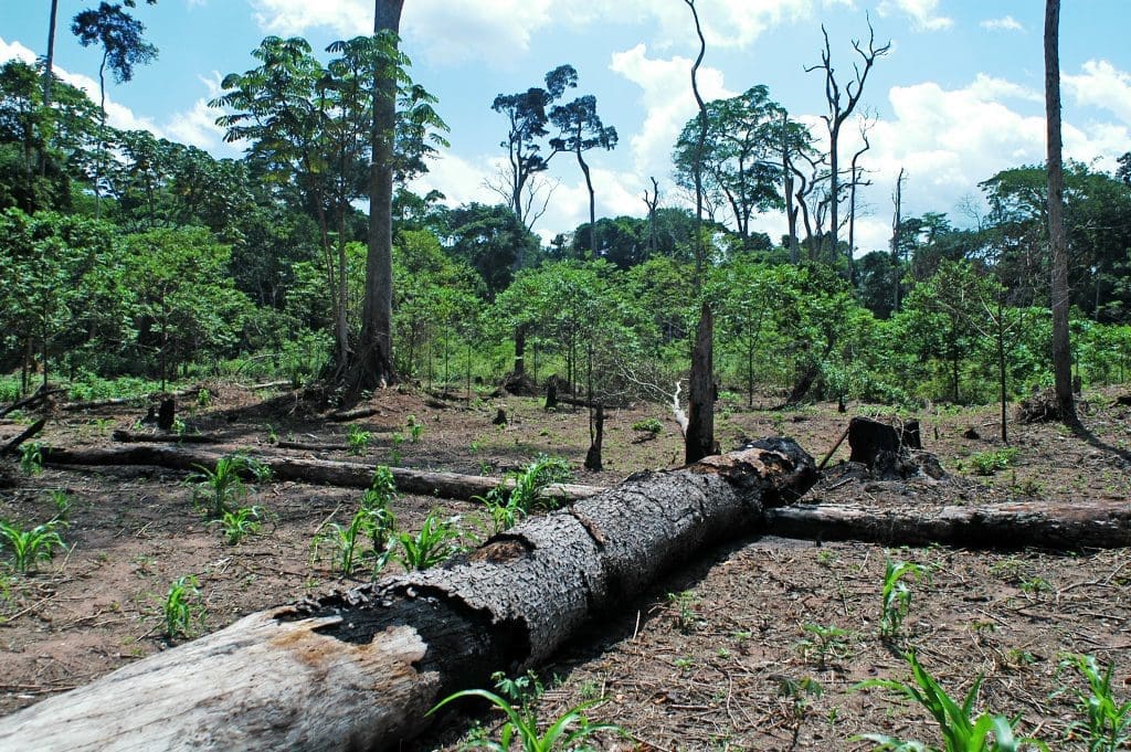 deforestation/africa
