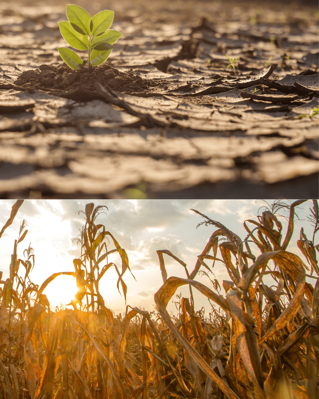 Ripple Effects of Climate Change in Africa: Beyond the Natural Impact
